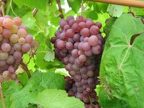 Vinič hroznorodý Bronx Seedless, Vitis vinifera, kontajnerovaná sadenica 1 l