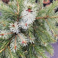 Smrek omorikový-balkánsky Bruns, Picea omorika 50 - 60 cm na kmienku, kont. 5l