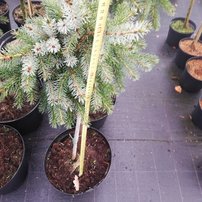 Smrek omorikový-balkánsky Bruns, Picea omorika 50 - 60 cm na kmienku, kont. 5l