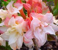 Azalka  Cannon´s Double Azalea 40 - 60 cm, kont 4l