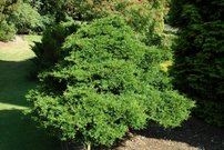 Cypruštek tupolistý Coralliformis, Chamaecyparis obtusa. 35 – 45 cm, kontajner 3l