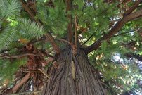 Ostrolistec čínsky, Cunninghamia lanceolata, kont. 3l, 40 - 50 cm