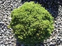 Kryptoméria japonská Compressa, Cryptomeria japonica. 20 cm, kontajner 3l