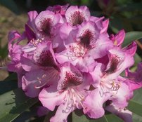 Rododendron Durantik, Rhododendron, 30 - 50 cm, kont. 5l