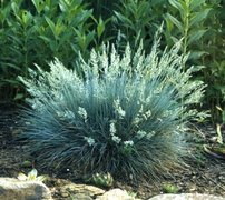 Kostrava sivá Elijah Blue, Festuca glauca, kontajner 2l