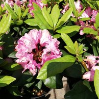 Rododendron Ernest Inman, Rhododendron 40 - 50 cm, kont. 5l