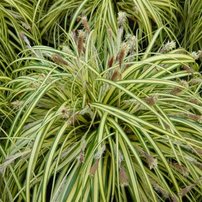 Ostrica ošimenská Evergold, Carex oshimensis 15-20 cm, kont. 3 l