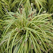 Ostrica ošimenská Evergold, Carex oshimensis 15-20 cm, kont. 2 l