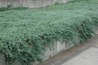 Borievka Ice Blue, Juniperus horizontalis, kontajner 3l, 10–15 cm