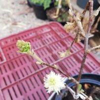 Fotergila veľká, Fothergilla major, 30 – 40 cm, kontajner 3l