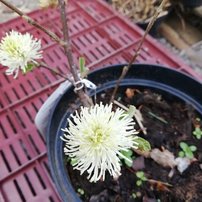 Fotergila veľká, Fothergilla major, 30 – 40 cm, kontajner 3l