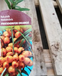 Rakytník rešetliakový Friesdorfer Orange, Hippophae rhamnoides, kontajner 3l,+ 140 cm