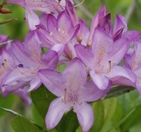 Azalka Govenianum, Azalea 30 - 40 cm, kont. 5l