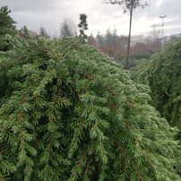 Borievka obyčajná Green Mantle, Juniperus communis 80 – 90 cm cm, na kmeni, kont. 10l