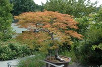 Javor dlaňovitolistý Baldsmith, Acer palmatum, na kmienku, 80 -100 cm, kontajner C12