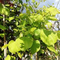 Judášovec kanadský Hearts of Gold, Cercis canadensis, 160 – 180 cm, kontajner 15l