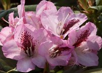 Rododendron Herbstfreude, Rhododendron, 30 - 50 cm, kont. 5l