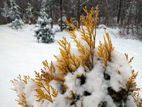 Tuja riasnatá 4ever Goldy, Thuja plicata, 40 - 60 cm, kont. 3l