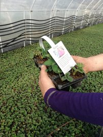Jahoda veľkoplodá Kent, FRAGARIA × GRANDIFLORA,  10 zakorenených kusov