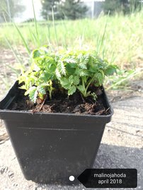 Malinojahoda Rubus illecebrosus, kont. 0,5l