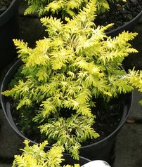 Cypruštek tupolistý Kojolkohiba, Chamaecyparis obtusa, 10 – 15 cm, kontajner 3l