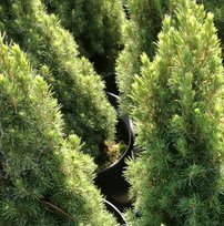 Smrek biely Jean's Dilly  Picea glauca 20 - 30 cm, kont. 3l