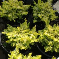 Cypruštek tupolistý Kojolkohiba, Chamaecyparis obtusa, 10 – 15 cm, kontajner 3l