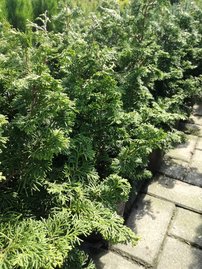 Cypruštek tupolistý Suiroya Hiba , Chamaecyparis obtusa, 40 – 60 cm, kontajner 3l