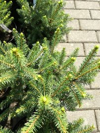 Smrek obyčajný Wills´s Zwerg, Picea abies 30 - 40 cm, kont. 3l