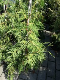 Tuja západná Pendula, Thuja occidentalis 40 - 60 cm, kont. 3l