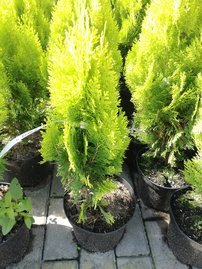 Tuja západná Elegantissima, Thuja occidentalis 40 - 60 cm, kont. 3l