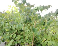 Cercidovník japonský Glowball, Cercidiphyllum japonicum, na kmeni 130 – 190 cm, kontajner 5 l