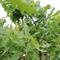 Dub letný, Quercus robur, 170 – 180 cm,kontajner 3l