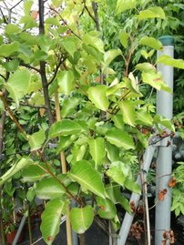 Hruška Calleryova Chanticleer, Pyrus calleryana  90 – 120 cm, kontajner 3l