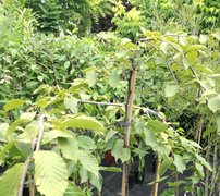 Hrab obyčajný Pendula, Carpinus betulus 120 – 170 cm, kont. 5l