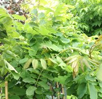 Agát srstnatý Macrophylla, Robinia hispida, 120 – 170 cm, kontajner 5l