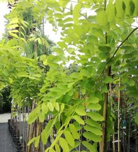 Agát biely, Robinia pseudoacacia Frisia  kontajner C3, 120 – 180 cm