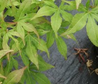 Javor dlaňovitolistý Ukigumo, Acer palmatum, + 50 cm, kontajner C 2