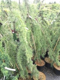 Céder himalájsky Pendula, Cedrus deodara, kontajner C3, výška + 80 cm