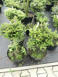 Jedľa kórejska Oberon, Abies koreana, kontajner C15 na kmienku 40 – 50 cm