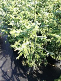 Smrek omorikový Roter Austrieb, Picea omorika, kontajner C5, výška 30-50 cm