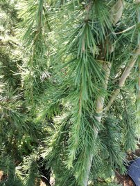 Céder himalájsky Pendula, Cedrus deodara, kontajner C3, výška + 80 cm