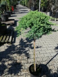 Borievka poliehavá Nana, Juniperus procumbens 60 cm na kmienku, kont. 5l