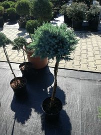 Borievka šupinatá Blue Star, Juniperus squamata, na kmienku 60 cm, kont. 5l