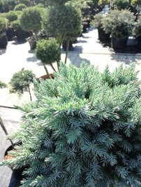 Borievka šupinatá Blue Star, Juniperus squamata, na kmienku 60 cm, kont. 5l