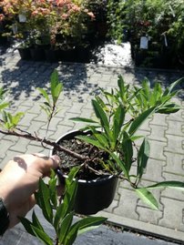 Čerešňa piesočná Depressa, Prunus pumila, kontajner 3l