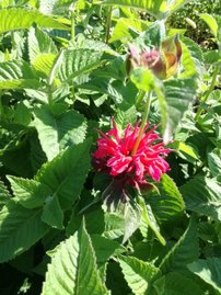 Monarda Bee Happy, Monarda, kontajner 2l