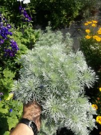 Artemisia Silver Mound, Artemisia schmidtiana, kontajner 2l