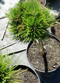 Borovica pancierová Schmidtii, Pinus leucodermis – heldreichii, na kmienku 30 - 55 cm, kont. 5l