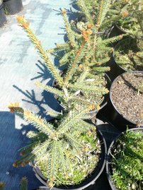 Smrek obyčajný Rydal, Picea abies 40 - 60 cm, kont. 10l